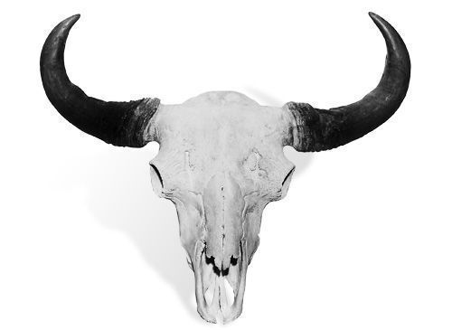 First place, bison